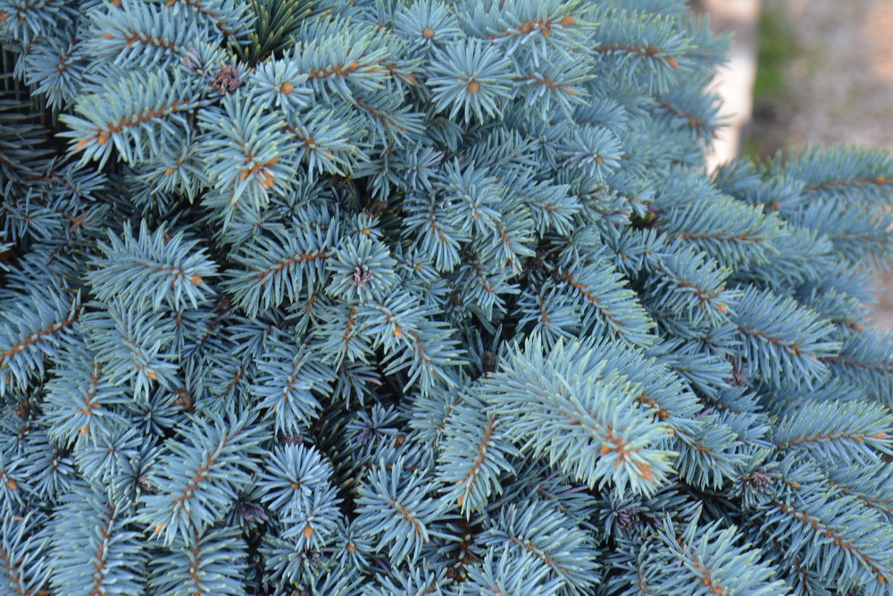 Ель колючая `Рекурвата`, Picea pungens `Recurvata` (22).JPG